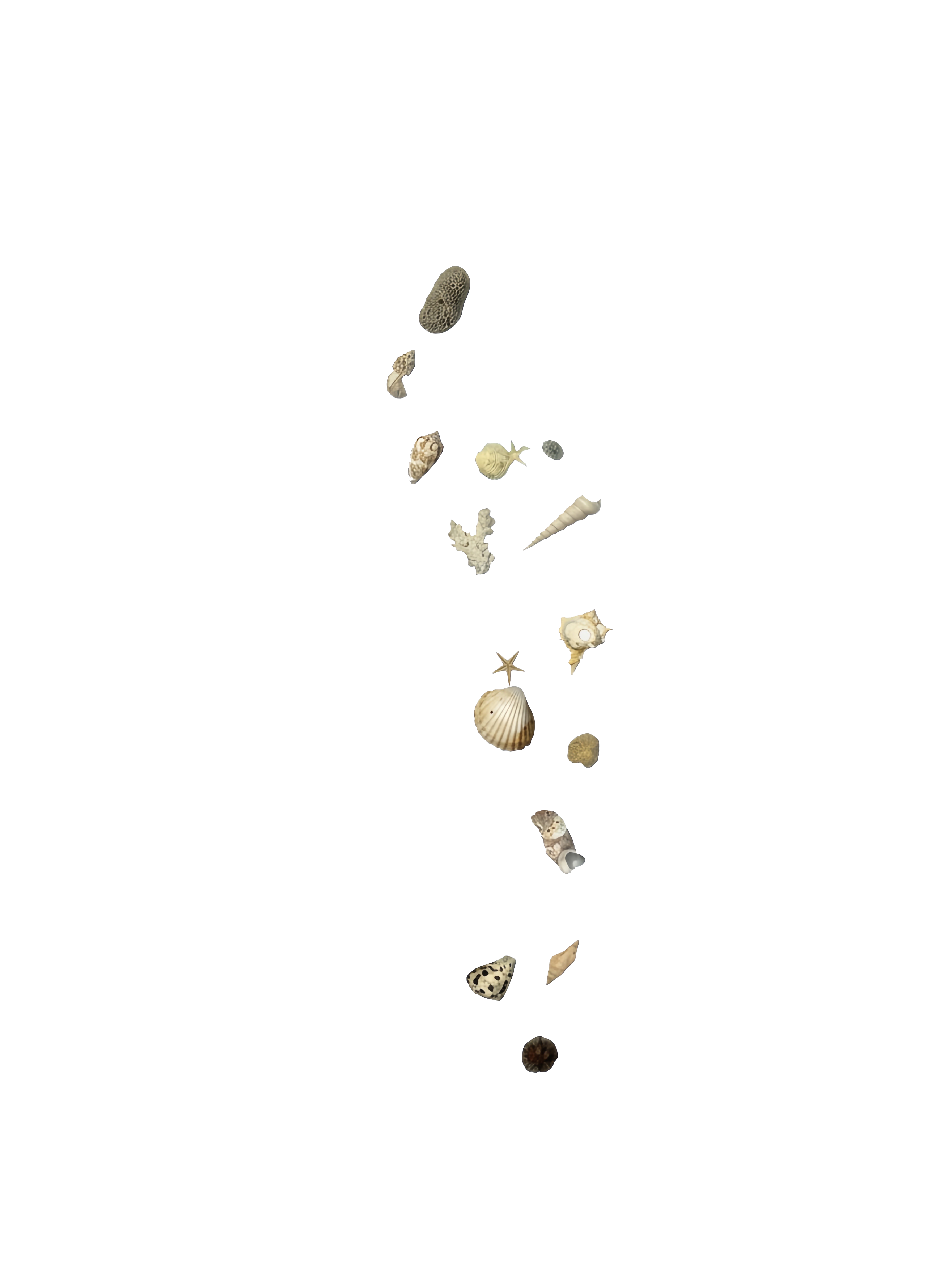 Shells Layer