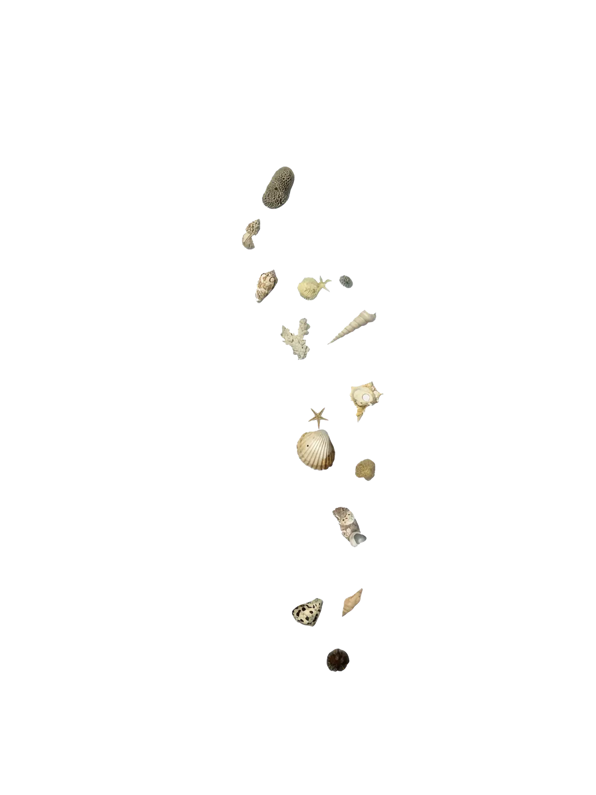 Shells Layer